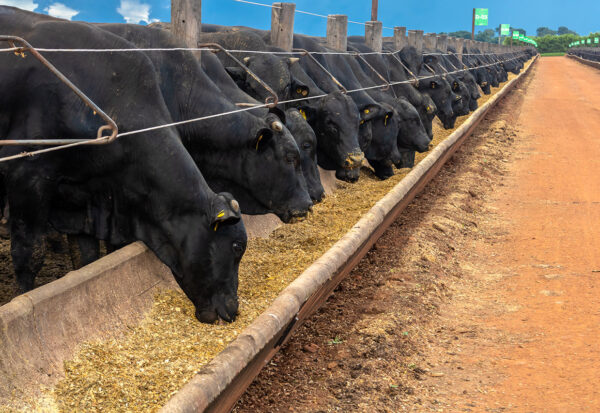 powerbov-sanex-melhorador-de-desempenho-03