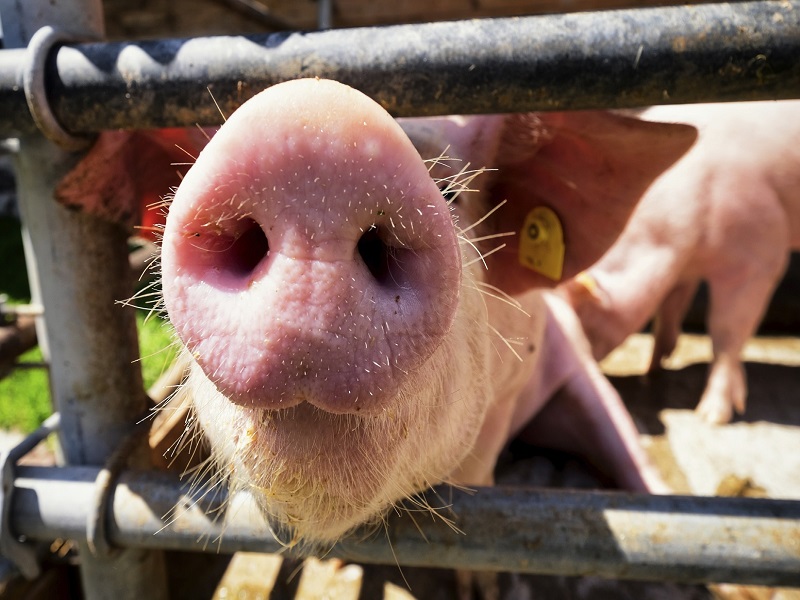 piglet at a farm - closeup