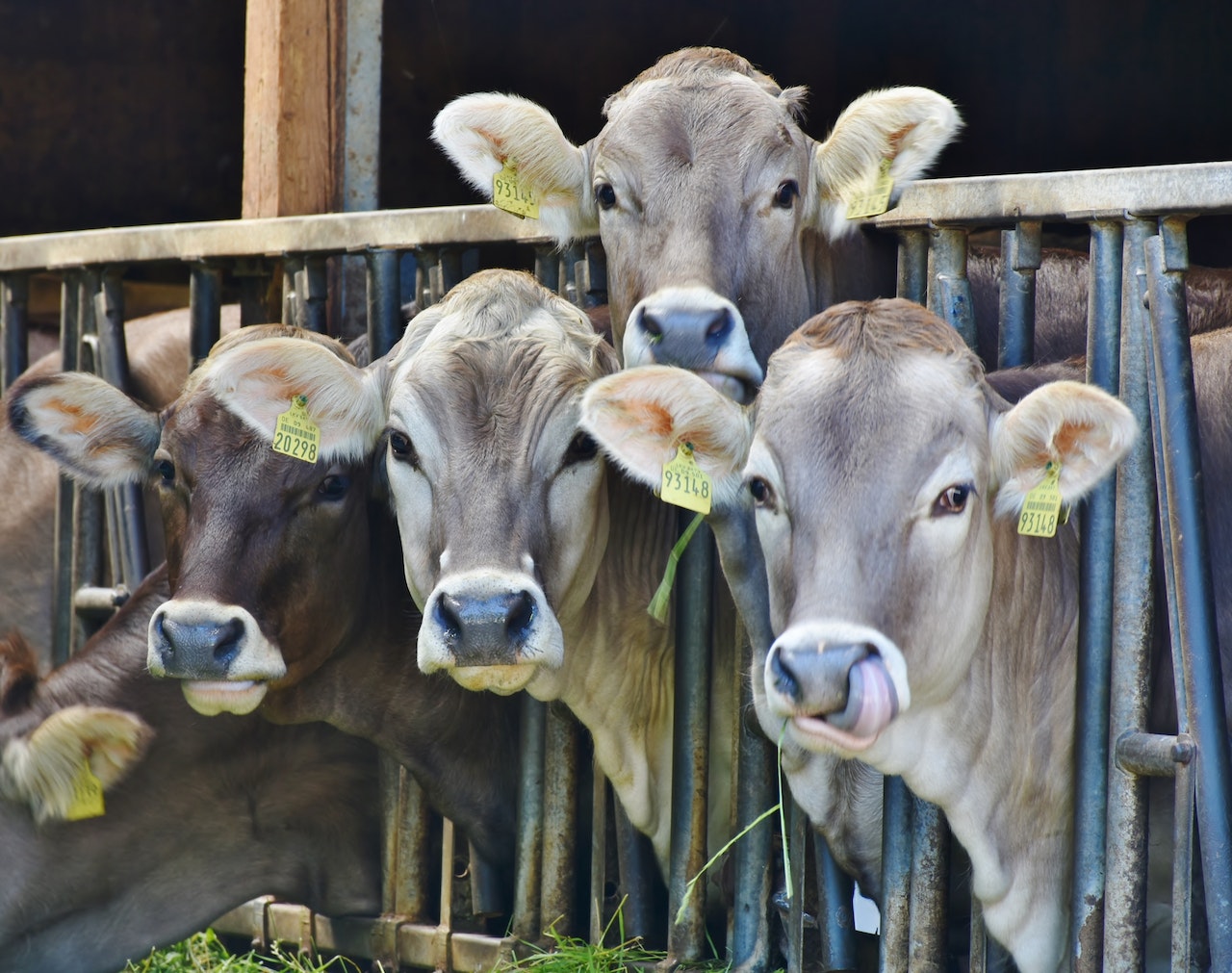 Foto de cabeças de gado em confinamento. Conheça as melhores práticas para a nutrição para bovinos