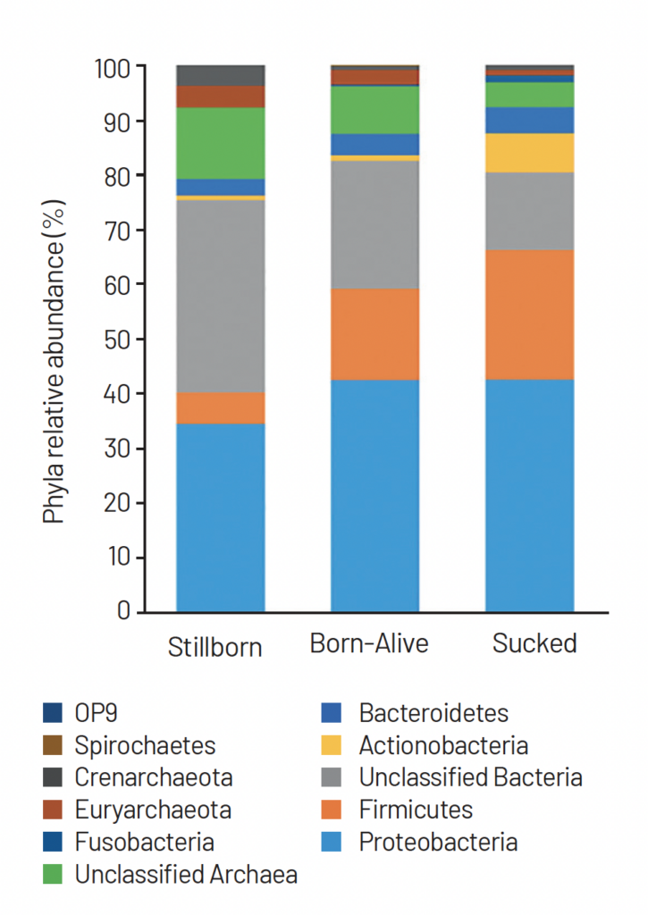 Figura 1. Abundância de filos microbianos presentes no cólon espiral de leitões natimortos (stillborn), nascidos vivos (born-alive) ou que mamaram (sucked). (Nowland, T. L. et al., 2021).